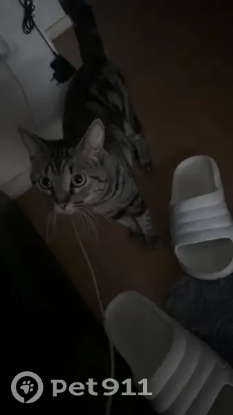 Perdu chat homme, Avenue Paul Vaillant Couturier, La Courneuve - tigré avec une seule testicule - photo