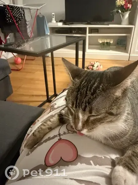 Se busca: Gatita atigrada perdida en Pamplona - photo