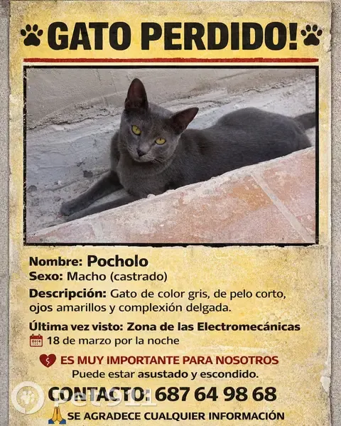 ¡Gato Gris Perdido en Córdoba! 🐾 - photo