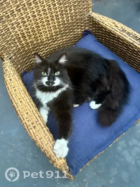 Lost Tuxedo Cat: Help Find Fluffy! - photo