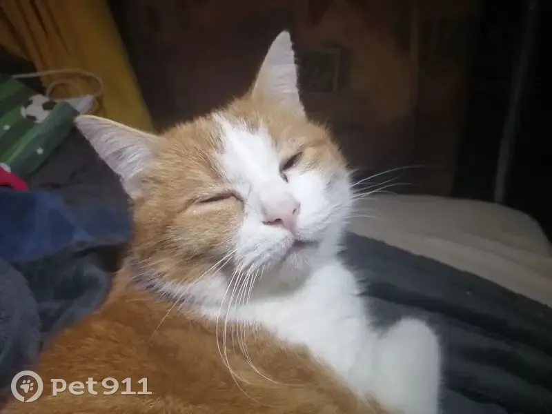 ¡Ayuda! Gato Rojo y Blanco Perdido en Valencia - photo