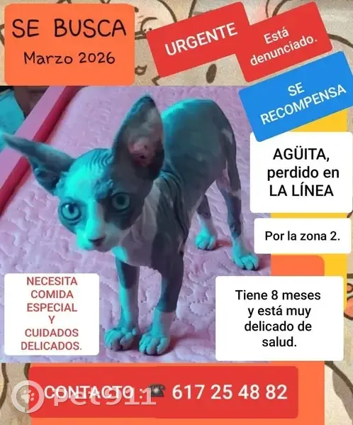 ¡Ayuda! Gato Agüita Perdido en La Línea - photo
