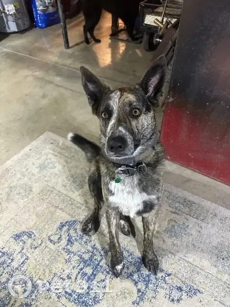 Lost male dog, West Smith Road, Medina - black, tan, and white shepherd/cattle mix - photo