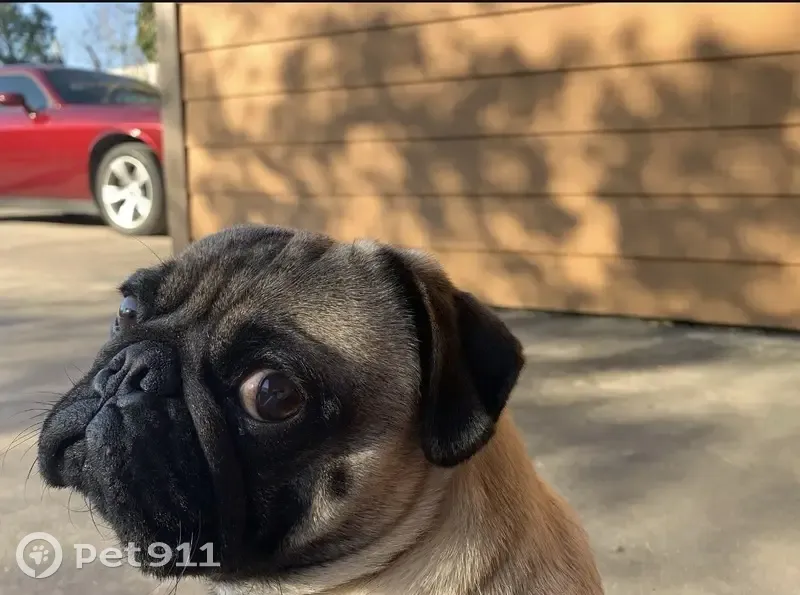 Lost male dog, Preston Street, Houston - fawn pug - photo