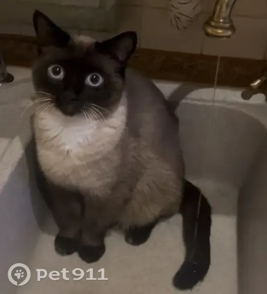 Зникла сіамська кішка з особливою лапкою - photo