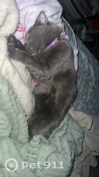 Lost male cat, West Boles Street, Ola - gray with red and purple collars - photo