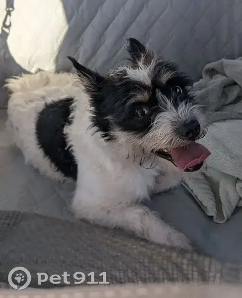 Lost male dog, Regal Street, Wichita - wearing a blue collar - photo