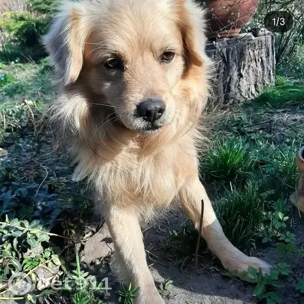Зникла собака: Панаса Мирного, Зимна Вода - photo