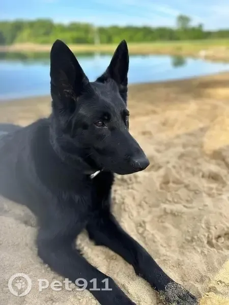 Lost female dog, Smith Road, Medina - all-black German shepherd - photo