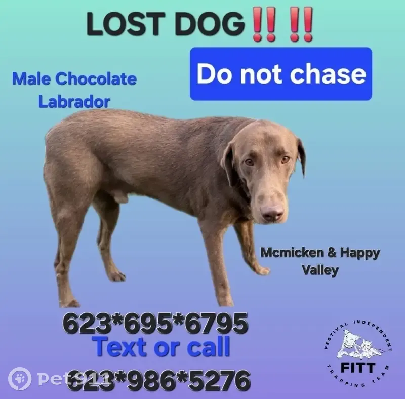 Lost male dog, West Sand Hills Road, Surprise - chocolate lab, very friendly - photo
