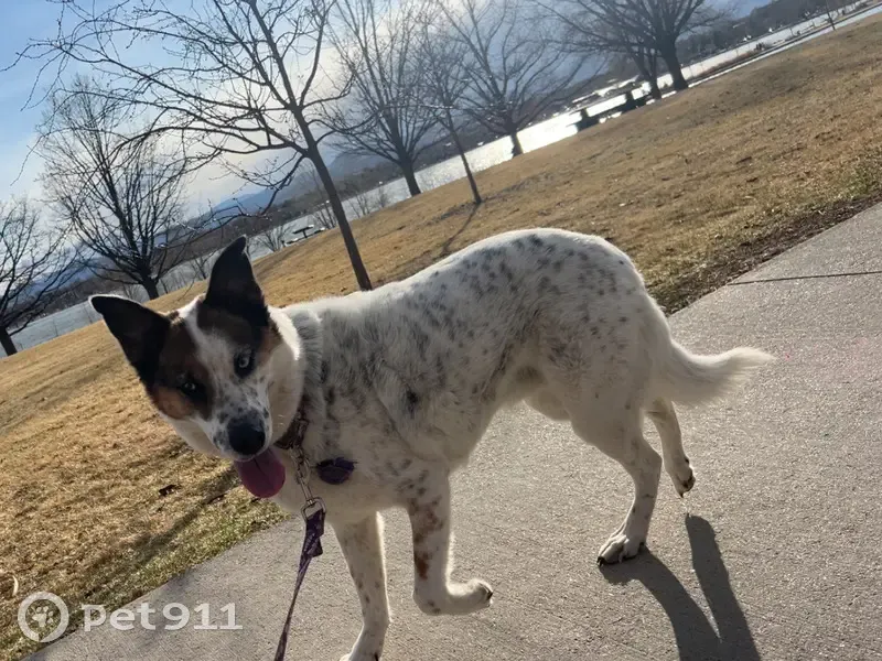 Lost Dog, Male, East 100th Place, Thornton - white coat with brown mask - photo