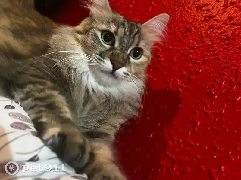 Perdido gato hembra, Carrer de Pau Piferrer, 104, Badalona - photo