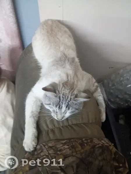 Lost male cat, Whitley Street, London - tiger striped around eyes - photo