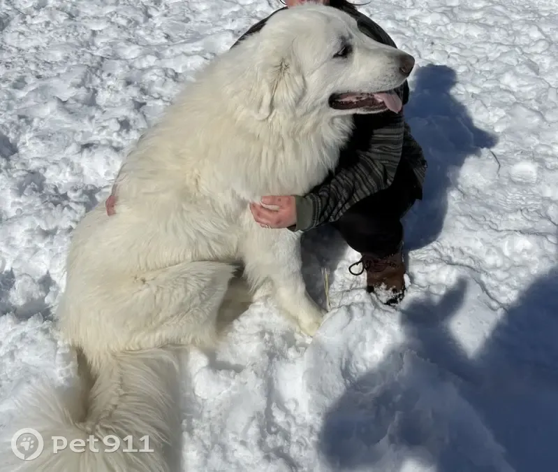 Lost male dog, York, Maine - large white fluffy - photo