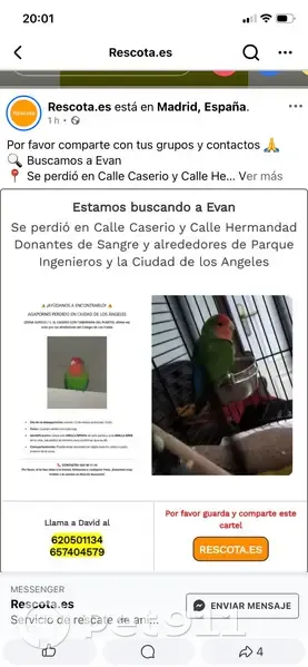 Perdido ave masculino, El Caserio, 8, Villaverde - photo