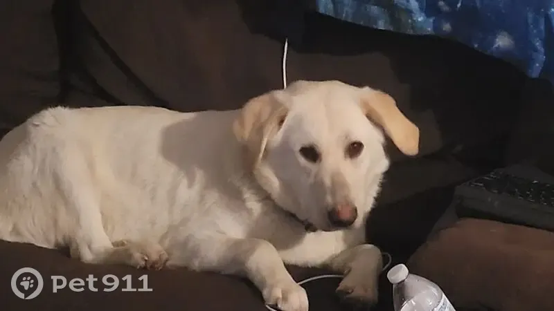 Lost female dog, Royal Street, Paragould - white with golden streaks - photo