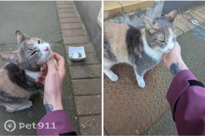 Trouvé Chat, Rue de la Paix, Croix - tricolore - photo