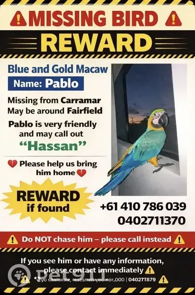 Lost male bird, Bland Street, Sydney - screams out Pablo and Hassan - photo