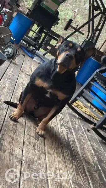 Lost male dog, Red Apple Cutoff Road, 75, Boaz - missing part of ear - photo