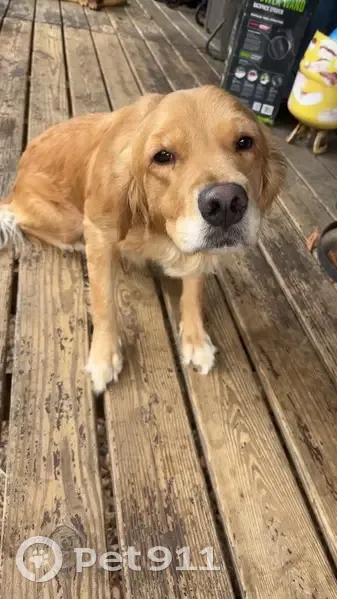 Lost Female Dog, Red Apple Cutoff Road, Boaz - shaved coat - photo