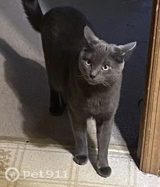 Lost male cat, Steinway Drive, Reynoldsburg - grey short hair - photo