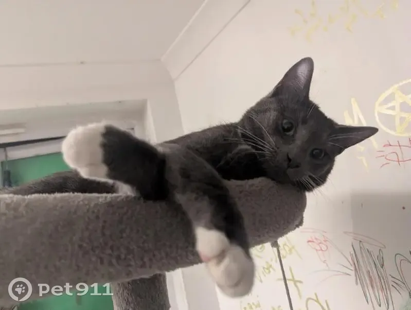 Lost male cat, High Street, Stratford - light grey with white paws - photo