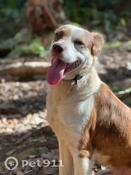 Lost Male Dog, Karsten Drive, Wahiawa - Medium Length White on Brindle Coat - photo