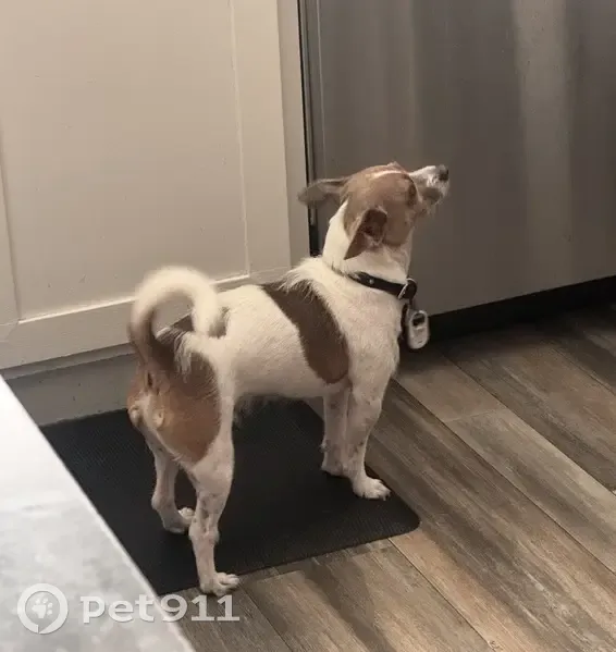 Lost male dog, Plateau Drive, Thornton - white with brown spots - photo