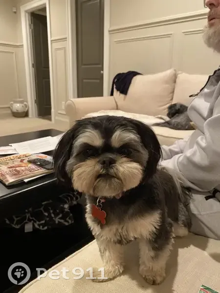 Lost Female Dog, Compass Cove Circle, Moneta - mostly black with brown trim - photo