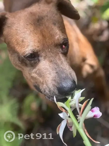 Lost male dog, Karsten Drive, Wahiawa - cherry eye in right eye - photo