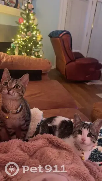 Lost female cat, King Cotton Lane, Wetumpka - blue collar with fish charm - photo