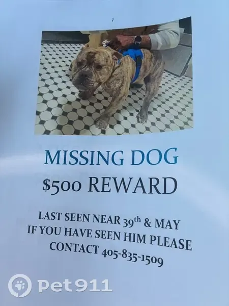 Lost male dog, Northwest 40th Street, Oklahoma City - photo