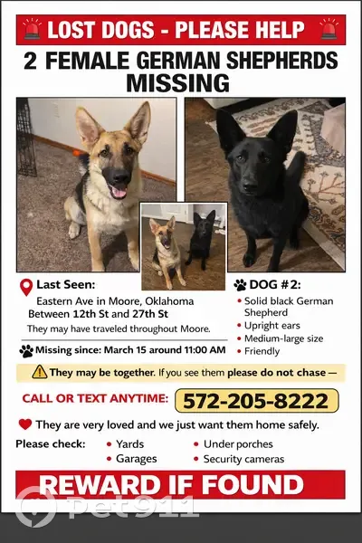 Lost female dog, Southeast 90th Street, Oklahoma City - all black German Shepard - photo