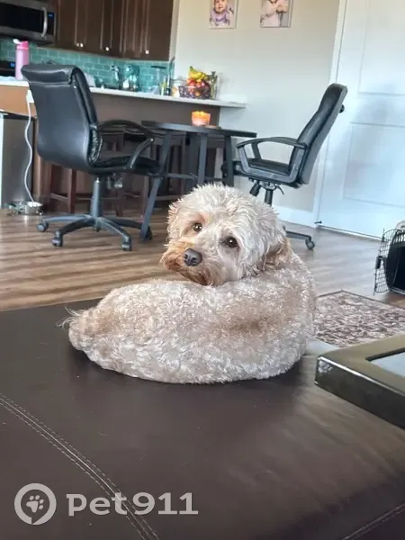 Lost male dog, Dry Creek Parkway, Springville - light tan with a dark spot - photo