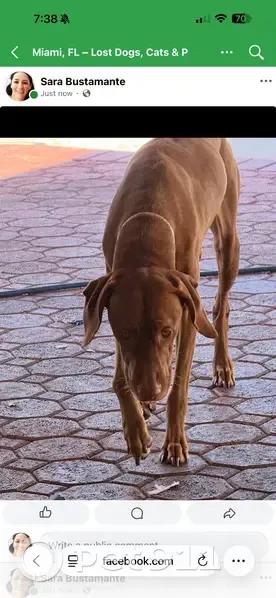 Lost female dog, Palmetto Bay, Florida - Vizla, brown and skinny - photo