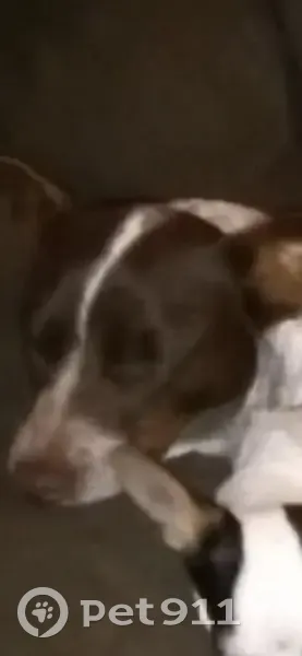 Lost female dog, Barnes Road, Canton - white with spots and brown ears - photo