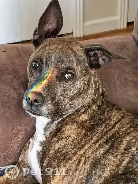 Lost female dog, Hunters Run, Colorado Springs - Staffordshire terrier, brindle coat - photo