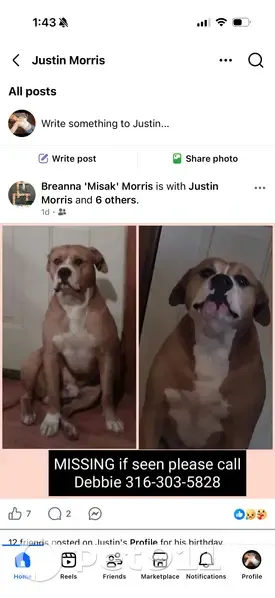 Lost Male Dog, US 160;KS 2, Harper - photo