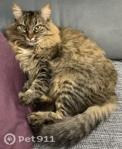 Gato desaparecido Fêmea (brl002500) - photo