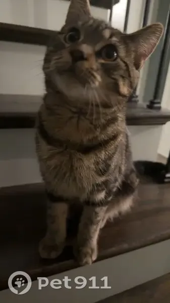 Lost male cat, Manhattan, Illinois - sweet but a little skittish - photo