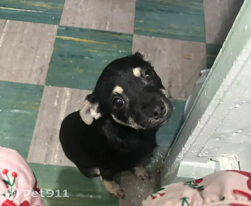 Lost female dog, Cuyahoga Street, Akron - all black with tan markings - photo