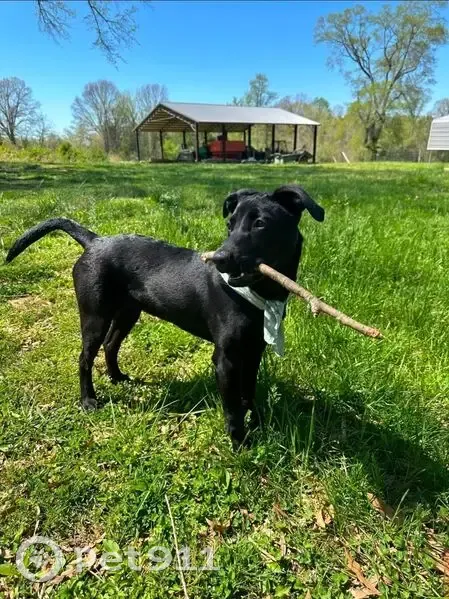 Lost female dog, Spring Creek Law Road, Jackson - black, 30-35 pounds - photo