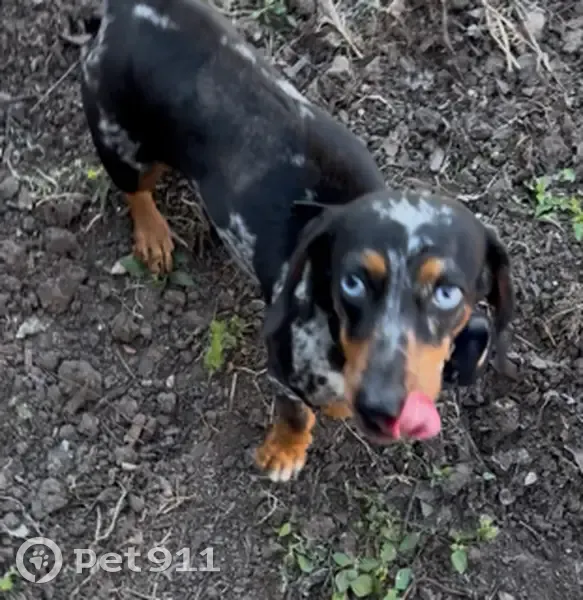 Lost female dog, North Main Street, 2860, McAllen - grey and black - photo