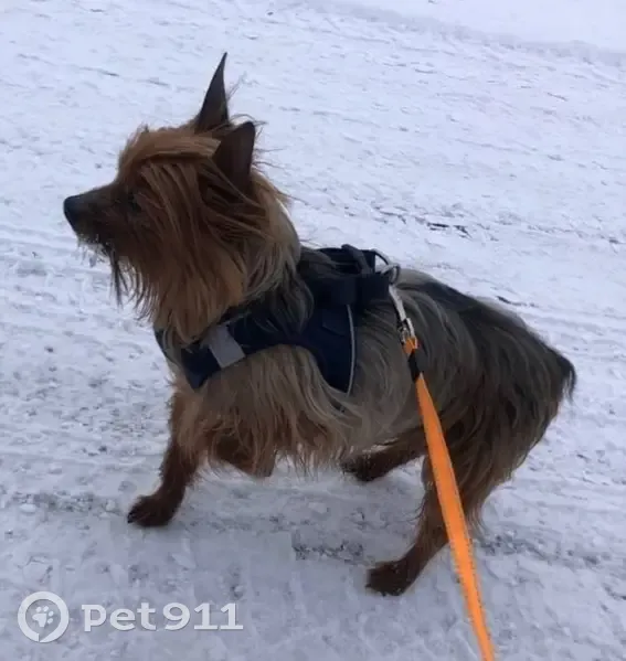 Lost male dog, West 21st Street, Zion - bat like ears - photo