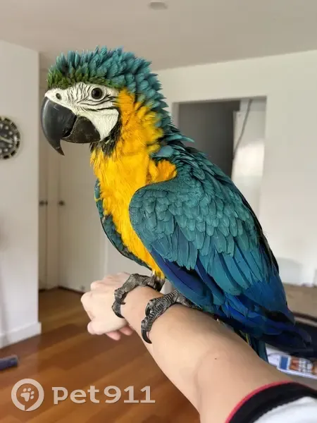 Lost bird, Fairview Street, 24, Melbourne - blue and gold macaw - photo