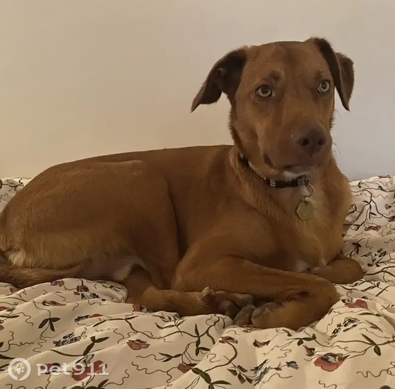 Lost male dog, Cullen Street, Nimbin - red/brown kelpie cross - photo