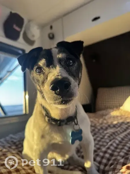 Lost male dog, Wilton Road, Gympie - 15 years old, partially blind and deaf - photo