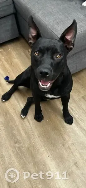 Lost female dog, Brodie Road, Adelaide - American English staffy - photo