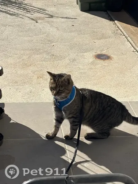 Lost male cat, Playford, Adelaide - blue collar with name Mia - photo