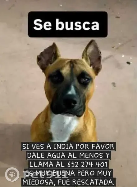 Perro perdido Hembra, Granada (sl495185) - photo